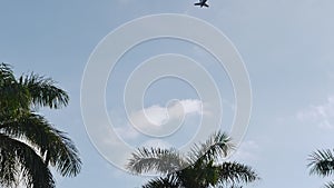 A view of an airplane flying across the clear sky and a palmtop next to it - Sunshine coming through the palm tree