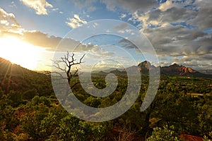 View from Airport Vortex in Sedona, Arizona with cypress tree