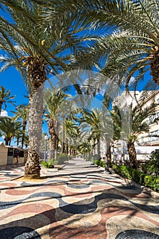 View of alley of palm trees in Alicante