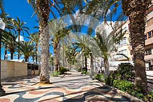 View of alley of palm trees in Alicante