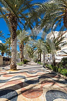 View of alley of palm trees in Alicante