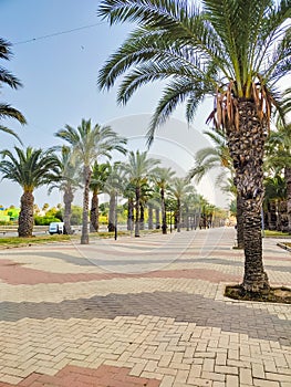 View of alley with palm trees in Alicante, Spain. Empty alley with palm trees, nobody