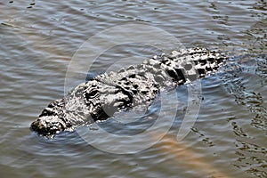 A view of an Alligator in Florida