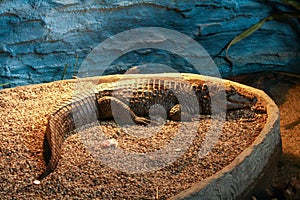 View of an alligator laying on ground in captivity.