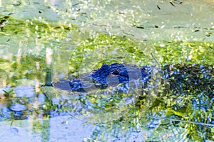 A view of an alligator surfacing in a pool near Fort Lauderdale, Florida