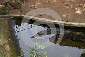 View of an Alligator in a water pond.