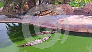 View of alligators in the water, crocodile farm Tunisia Africa, beautiful day