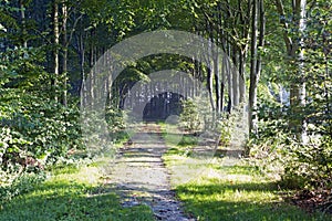 View of Almeerderzand Staatsbosbeheer, forested area in the middle of the Netherlands