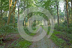 View of Almeerderzand Staatsbosbeheer, forested area in the middle of the Netherlands