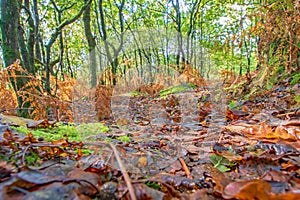 A view along the colourful wet leaf strewn autumn woodland floor