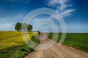 View along a farm road of flowering yellow canola