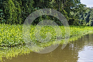 A view along Seagrass in the Tortuguero River in Costa Rica