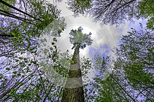 Entlang ein Baum koffer k der himmel 