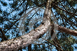 View alongside a thick branch of a pine tree