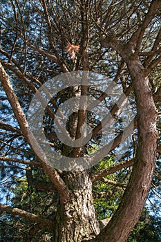 View alongside trunk to branches of a pine tree