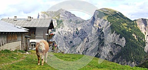 View on an alp with a cow in the foreground in the alps