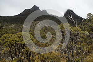 View of alpine forest and cradle mountain peaks on an overcast day