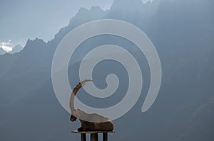 View of an Alpine Ibex status with foggy mountains as background