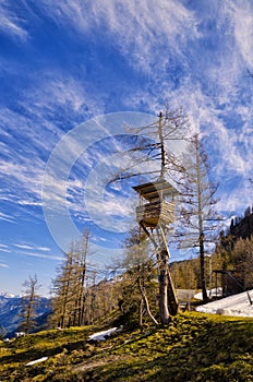 View of Alps mountains and pine tree forest. Spring in National Park Hohe Tauern, Austria.