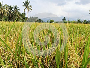 view of rice field in suburbian photo