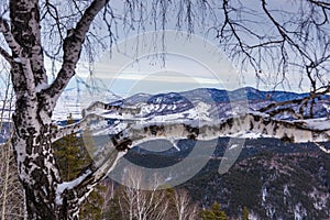 View of the Altai mountains through the birch branches near Belokurikha, Altai, Russia