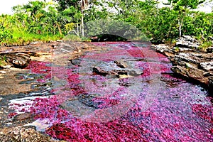 View of amazing beautiful Canio Cristales river with red algae, surrounded by green plants of the tropical Colombia