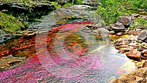 View of the amazing colored Canio Cristales river, lost in the jungle in Colombia