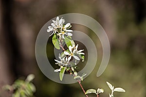 View of Amelanchier, shadbush,