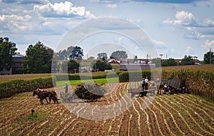 View of Amish Harvesting There Corn Using Six Horses and Three Men as it was Done Years Ago