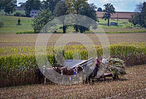 View of Amish Harvesting There Corn Using Six Horses and Three Men as it was Done Years Ago