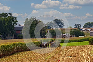 View of Amish Harvesting There Corn Using Six Horses and Three Men as it was Done Years Ago