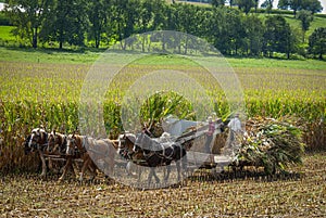 View of Amish Harvesting There Corn Using Six Horses and Three Men as it was Done Years Ago