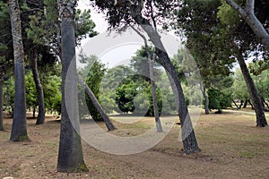 View of the ancient pine forest of San Francesco in the city of Bari photo
