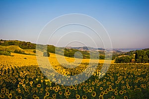 View of Ancona with sunflowers