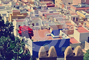View on the Andalusian city of Almeria with red rose in focus