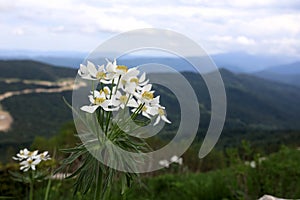 View of Anemonastrum fasciculatum at Lago-Naki Plateau