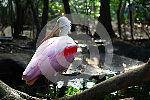 View of an animal at Papiliorama