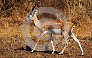 View of an antelope.