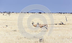 View of  Antidorcas marsupialis antelopes in savannah