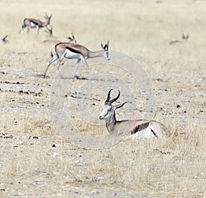 View of  Antidorcas marsupialis antelopes in savannah