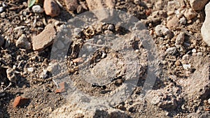 View of ants on stone Camponotus herculeanus, Israel