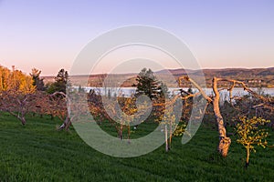 View of apple trees with burgeoning new leaves seen during a beautiful spring golden hour morning