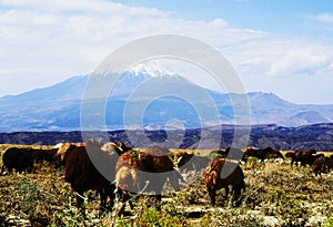 View on Ararat from Turkey