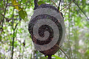 View of an Arboreal Termite nest hanging from a tree