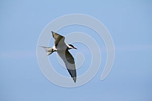 A view of a Arctic Tern in flight