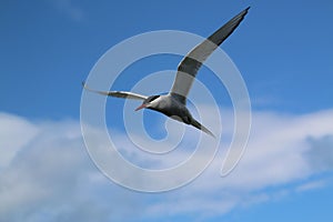 A view of an Arctic Tern in flight