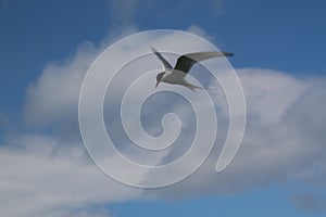 A view of an Arctic Tern in flight