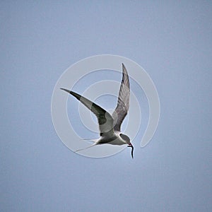A view of an Arctic Tern in flight