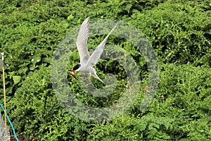 A view of a Arctic Tern in flight