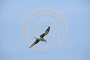 A view of a Arctic Tern in flight